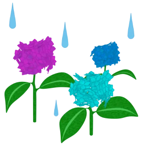 雨が降る紫陽花のイラスト