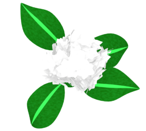 梅雨に咲く白色の紫陽花のイラスト