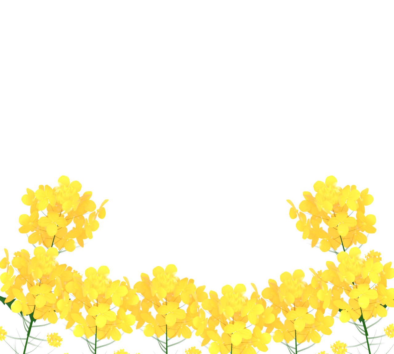 菜の花畑のイラスト