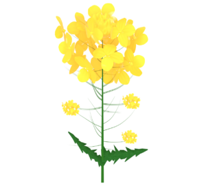 菜の花のイラスト
