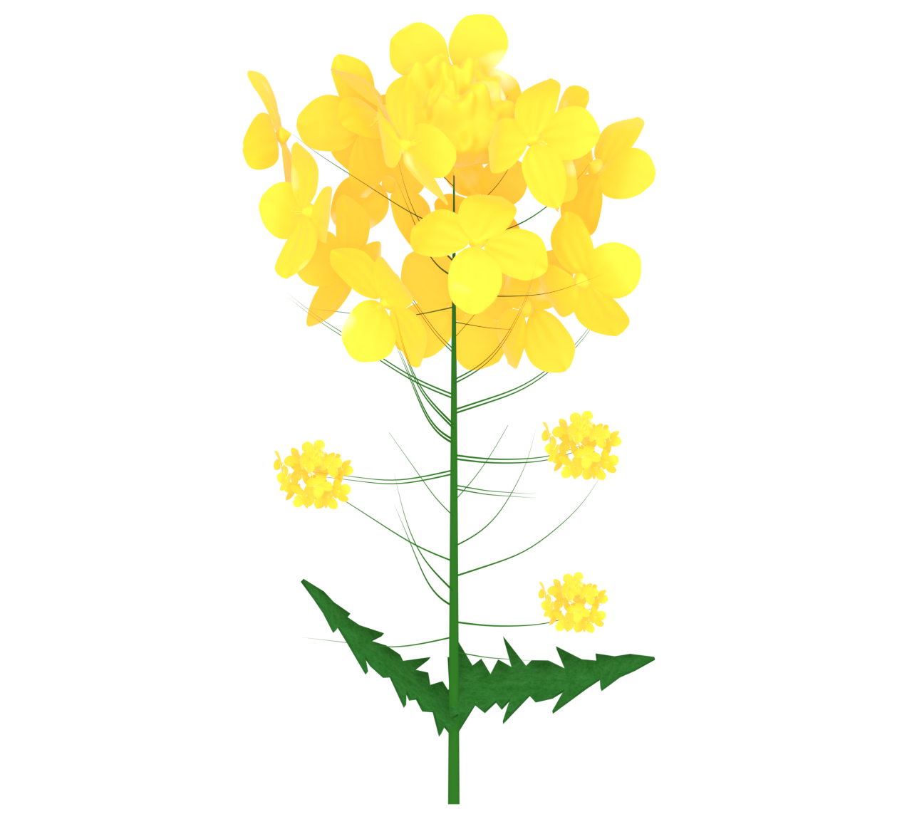 菜の花のイラスト