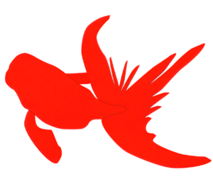 上から眺める赤色の金魚のイラスト