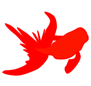 上から眺める赤色の金魚のイラスト