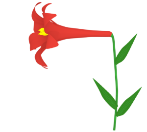 赤色のユリのイラスト