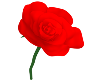 赤い薔薇のイラスト