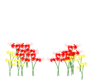 開花をした彼岸花の背景素材（透過）