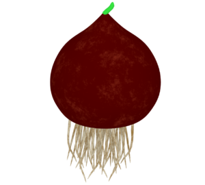 根がついたチューリップの球根のイラスト