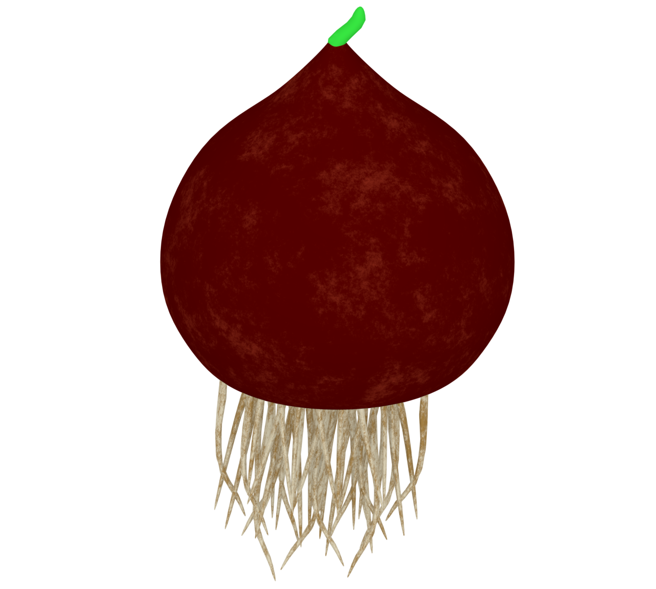 根がついたチューリップの球根のイラスト