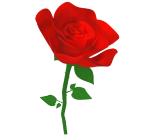 薔薇の花のイラスト
