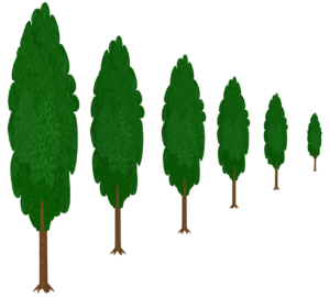 ポプラ並木のイラスト