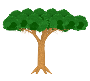 リュウケツジュのイラスト