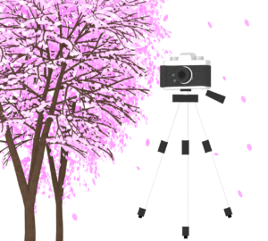 満開の桜とカメラのイラスト