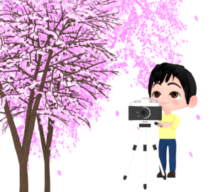 桜をカメラで撮影する男性のイラスト