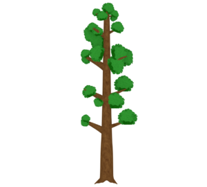 セコイアの木のイラスト