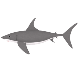 サメのイラスト