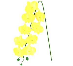 シンプルな胡蝶蘭のイラスト