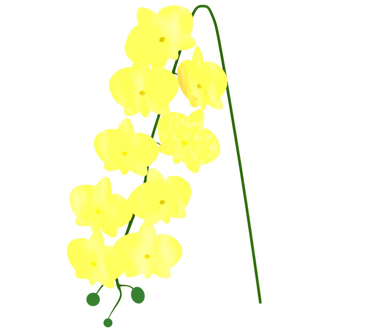シンプルな胡蝶蘭のイラスト