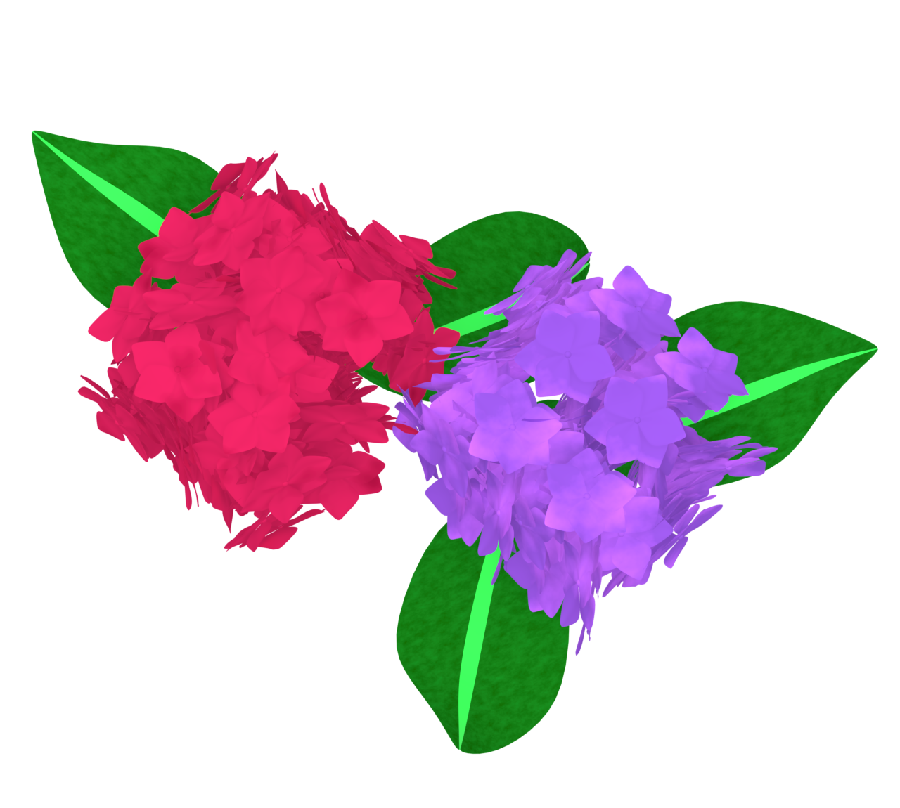 赤系の紫陽花のイラスト