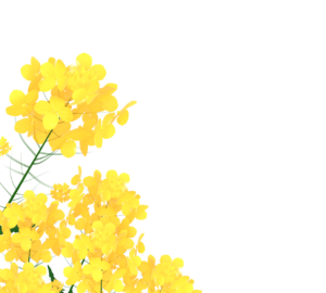 春の菜の花のイラスト