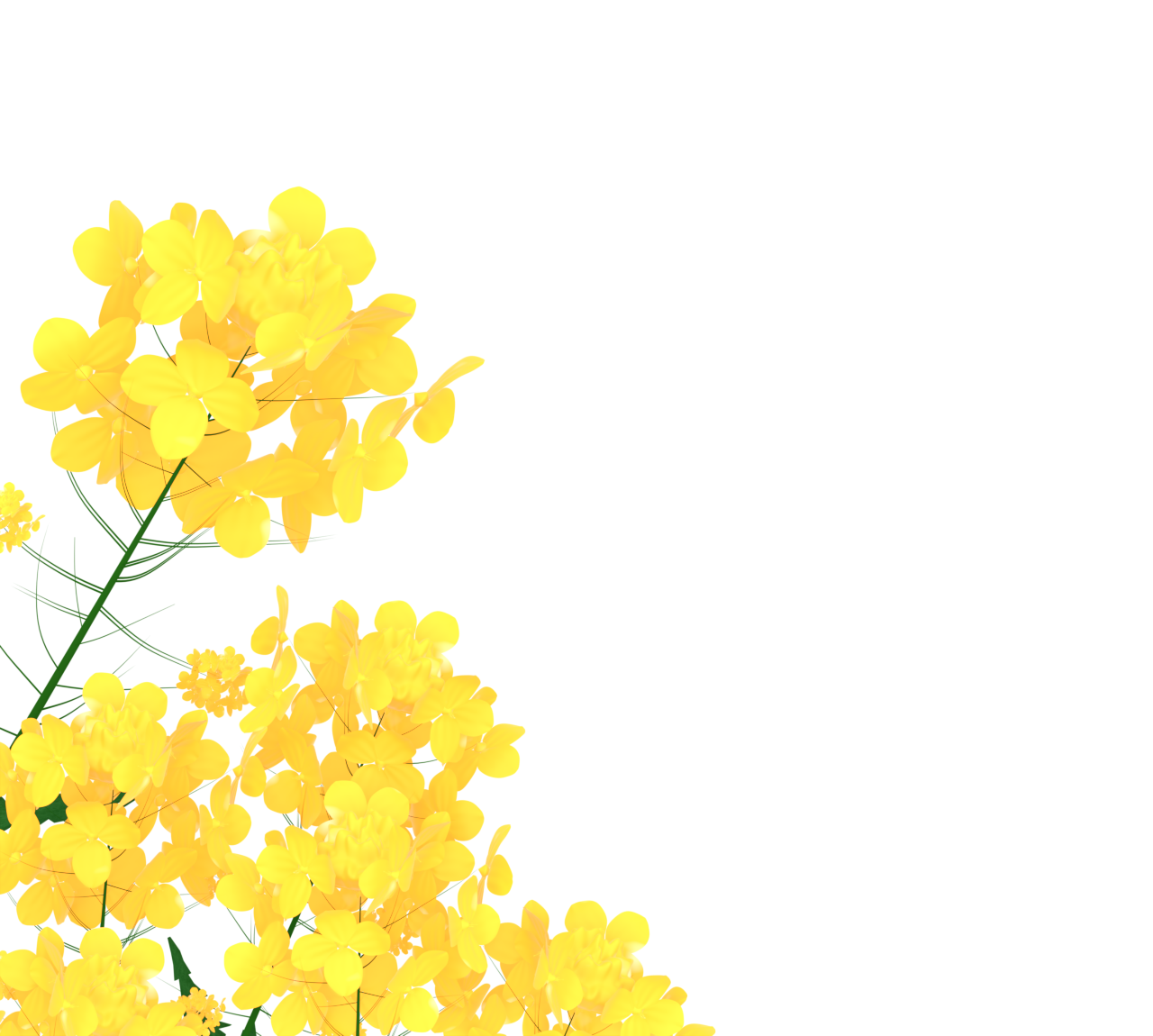 春の菜の花のイラスト