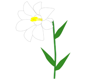 おしゃれなユリの花のイラスト