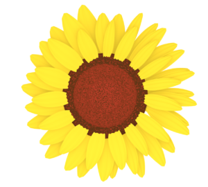 ヒマワリの花びらのイラスト