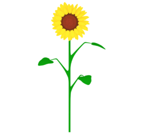 ひまわりのイラスト