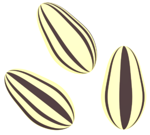 ひまわりの種のイラスト