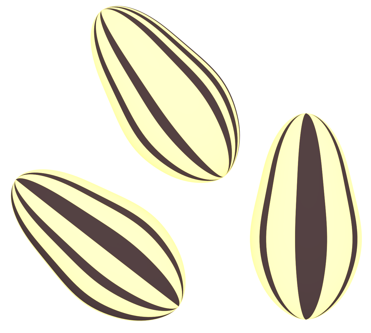 ひまわりの種のイラスト