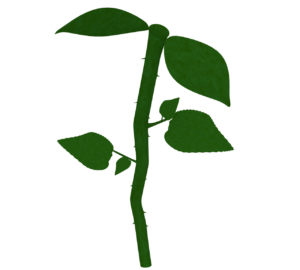棘がある薔薇の葉っぱのイラスト