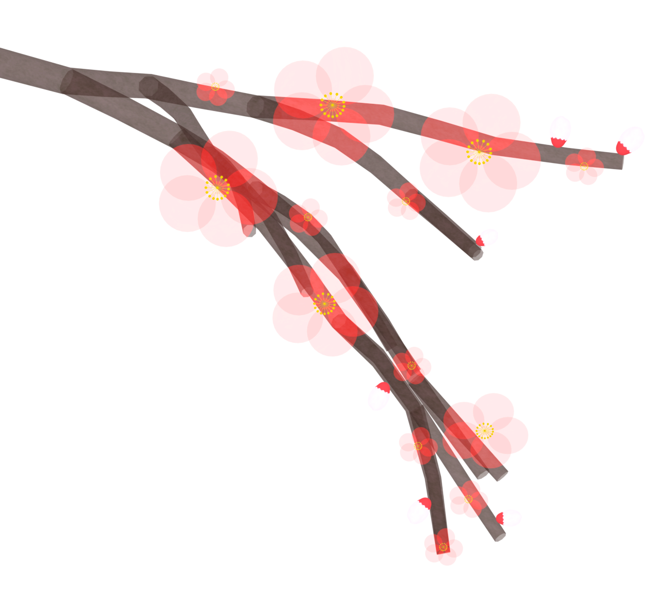 半透明の美しい梅の花のイラスト