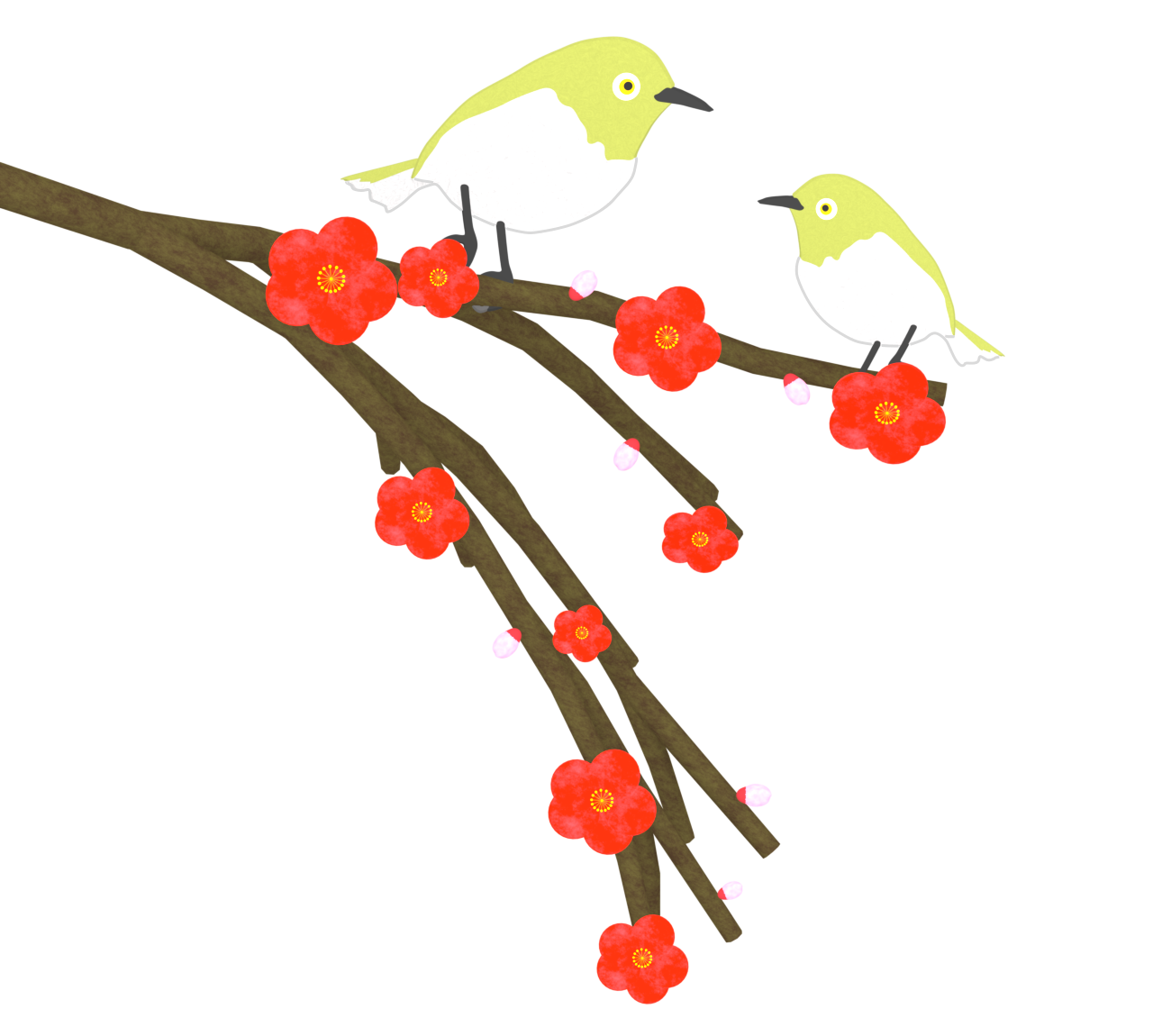 メジロと梅の花のイラスト