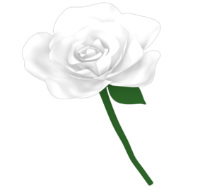 白い薔薇のイラスト