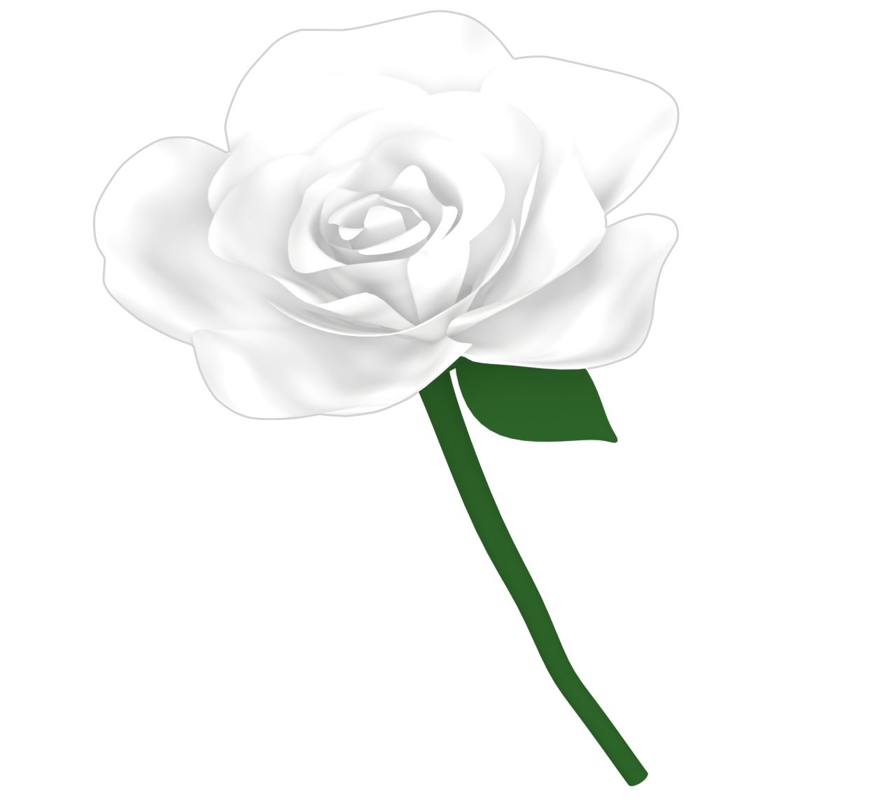 白い薔薇のイラスト