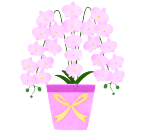 ラッピングをしたピンク色の胡蝶蘭のイラスト