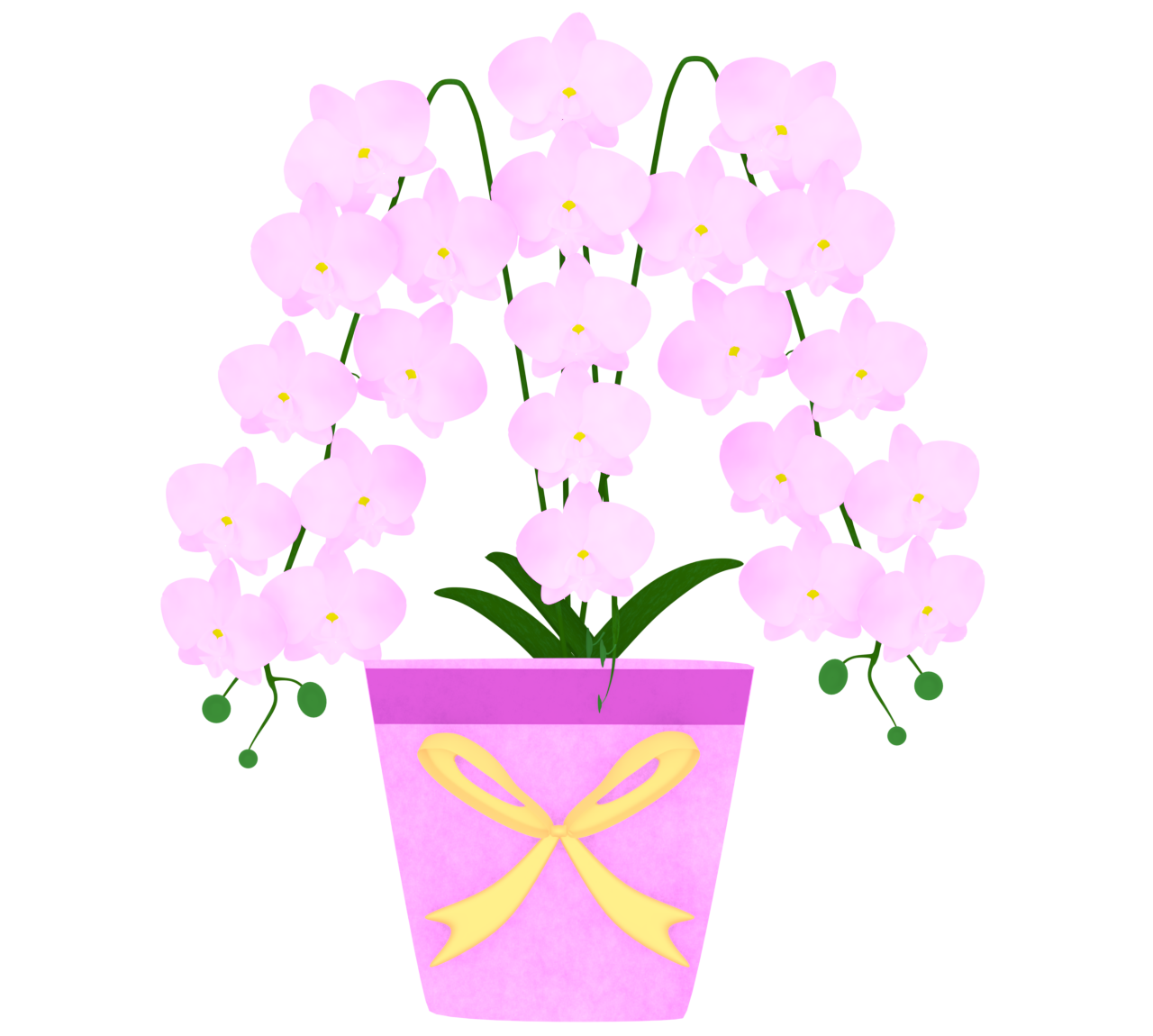 ラッピングをしたピンク色の胡蝶蘭のイラスト