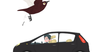 car droppings bird img
