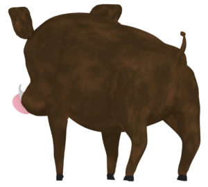後ろから見る猪のイラスト