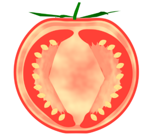 トマトを半分にした断面のイラスト