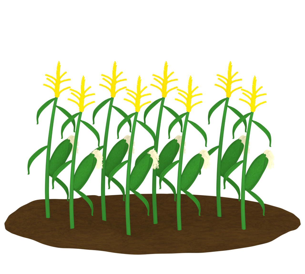 とうもろこし畑のイラスト