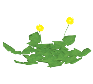 仏の座・ほとけのざのイラスト