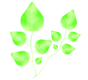 芹・せりのイラスト