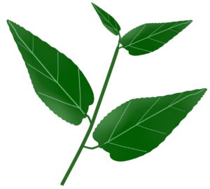 茶葉のイラスト