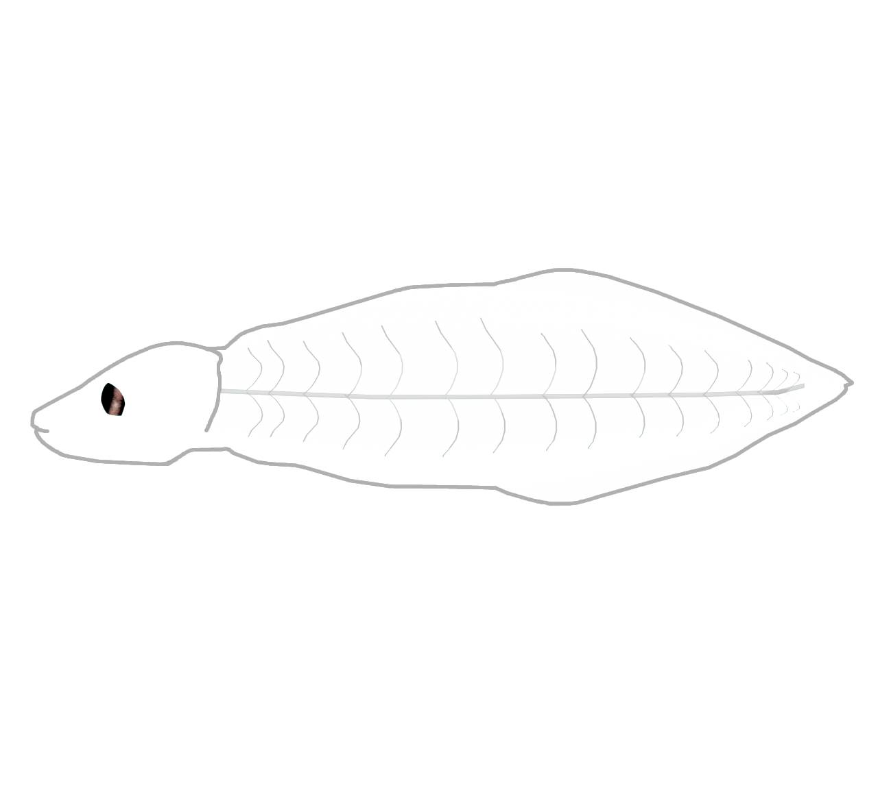 レプトケファルスのイラスト
