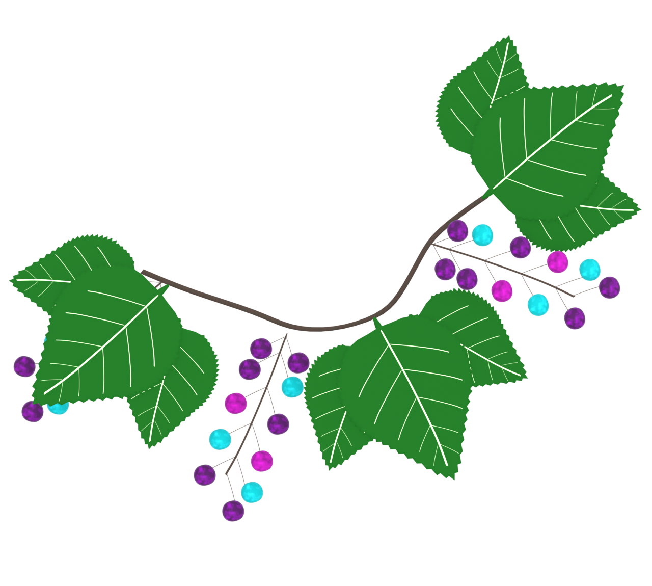 ノブドウのイラスト