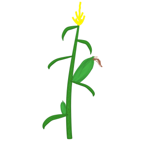 トウモロコシ栽培のイラスト
