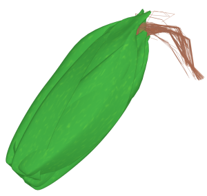皮に包まれたトウモロコシのイラスト