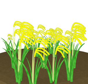 田んぼの稲穂のイラスト