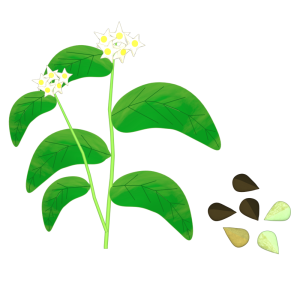 そばの花のイラスト