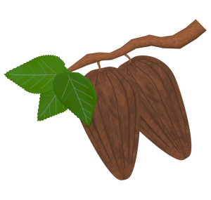 カカオのイラスト